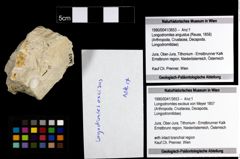 Foto (Objekt + Etiketten) von Longodromites excisus (von Meyer 1857) 